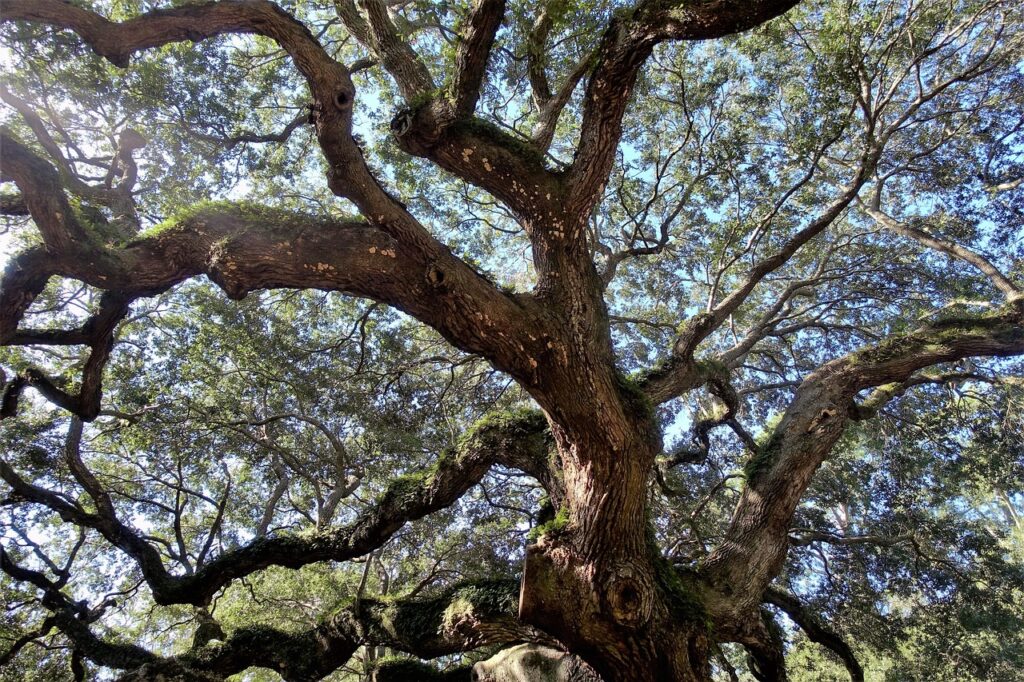 Ancient oak tree folklore