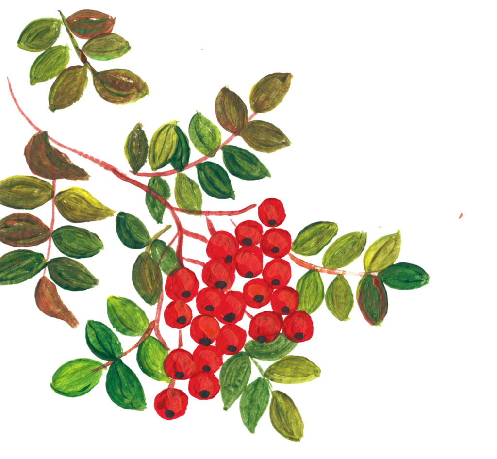 The distinctive pattern of five-pointed stars on rowan berries was believed to offer protection against malevolent forces.
