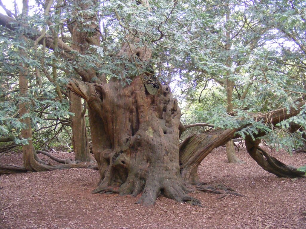 Yew tree folklore