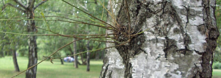 Tree watershoots