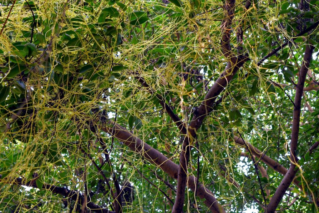 Cuscuta  parasitic plant