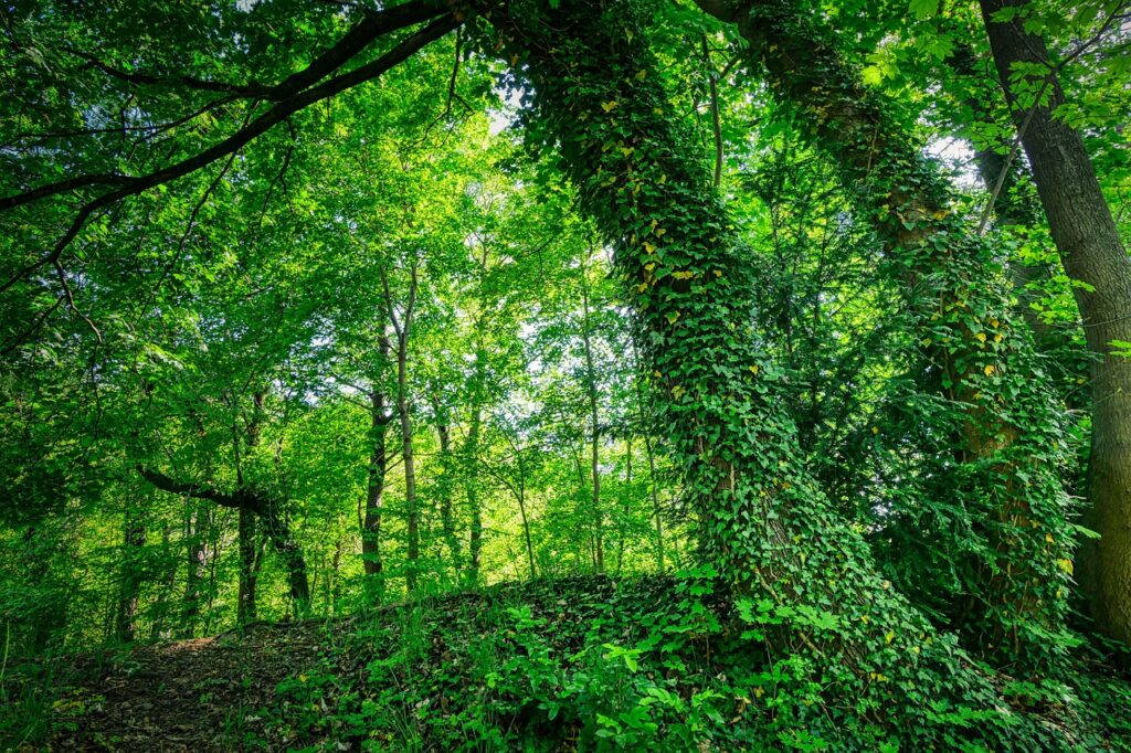 Ivy parasitic plant