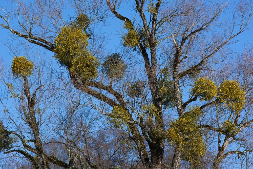 Mistletoe parasitic plant