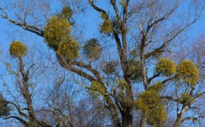 Mistletoe parasitic plant