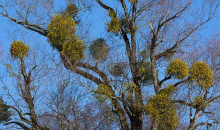 Mistletoe parasitic plant