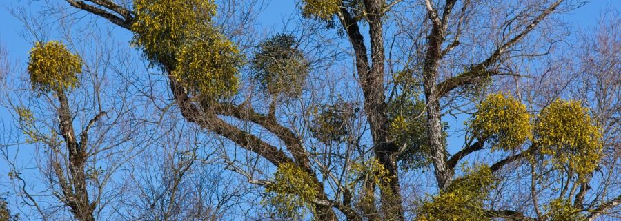 Mistletoe parasitic plant