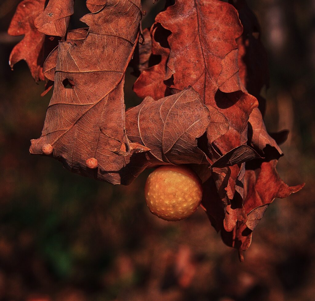 Tree galls