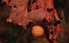 Tree galls