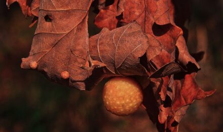 Tree galls