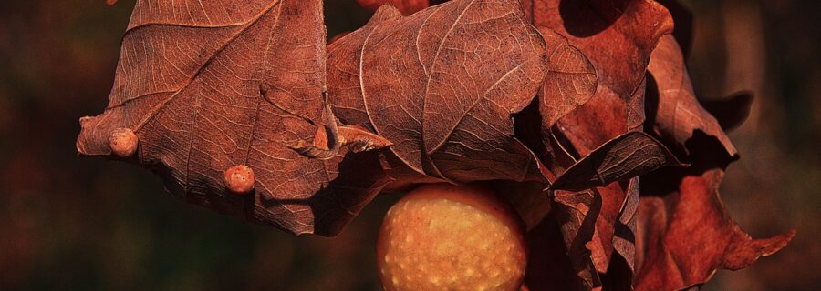 Tree galls