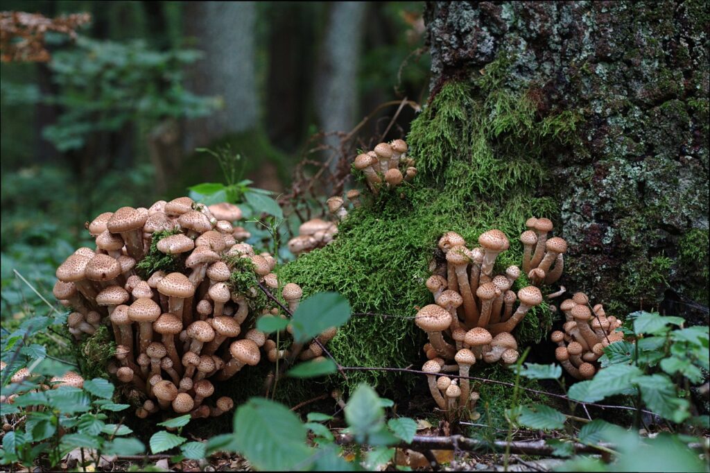 Armillaria is a cause of root rot