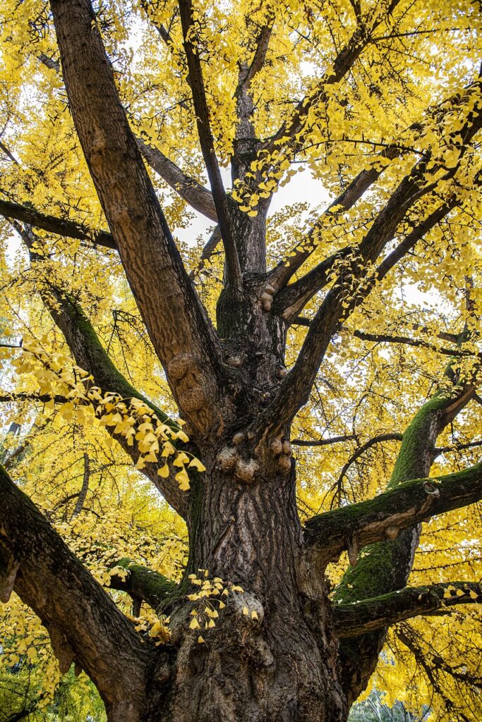 Spectacular autumn colours