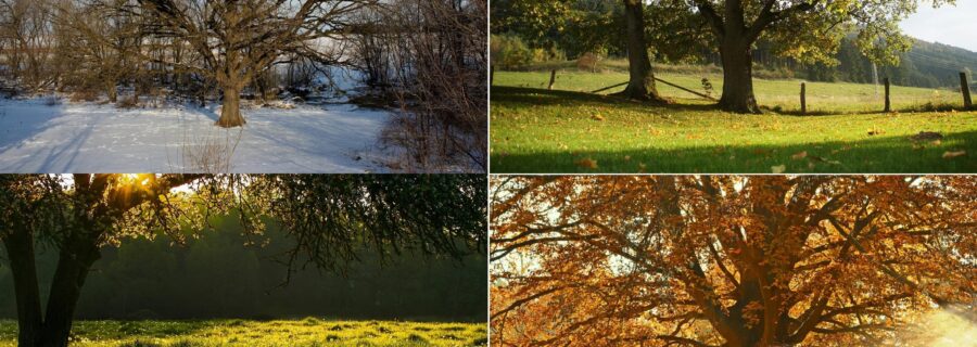 Tree maintenance through the seasons