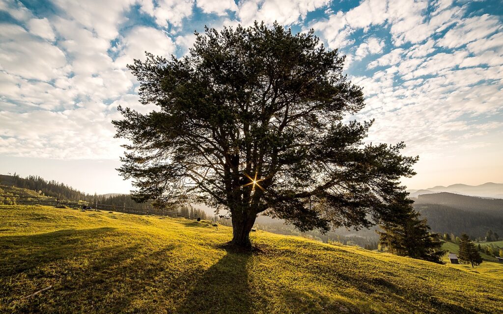 Tree crown thinning