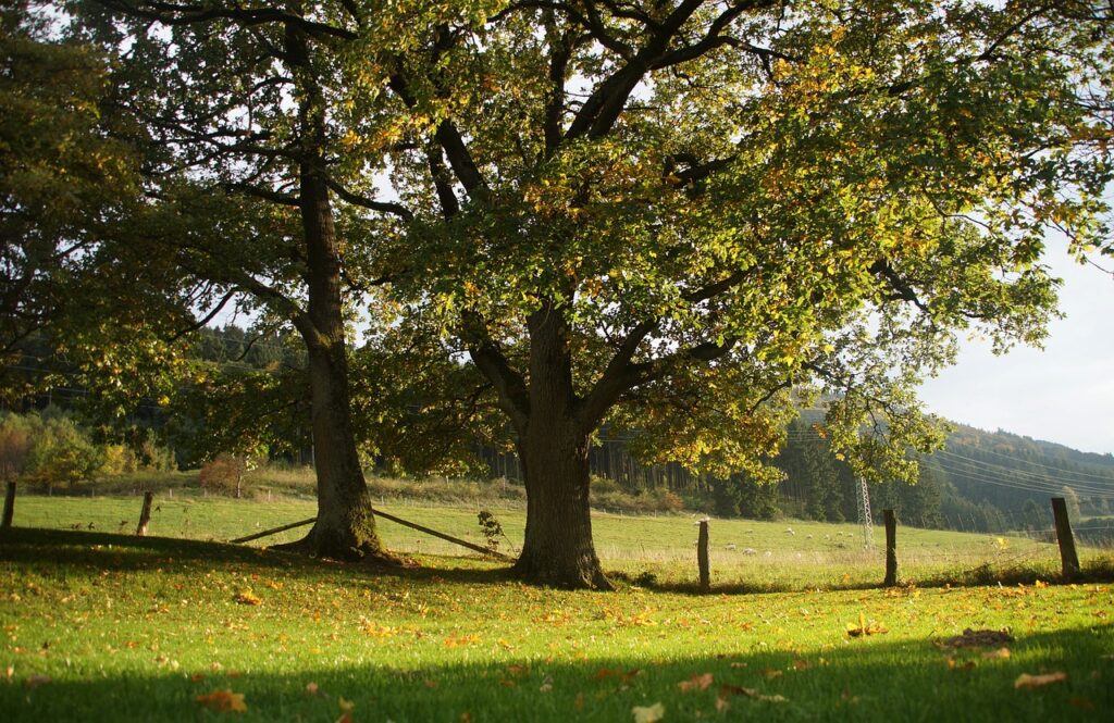 Summer tree maintenance