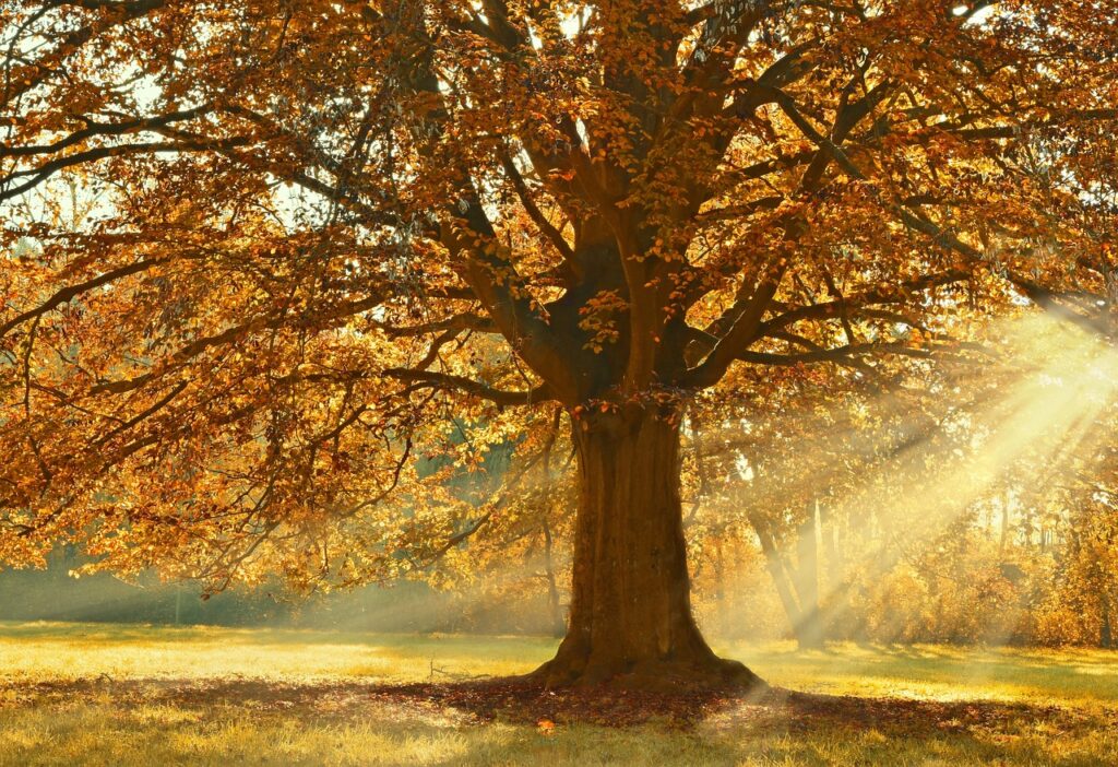 Autumn tree maintenance