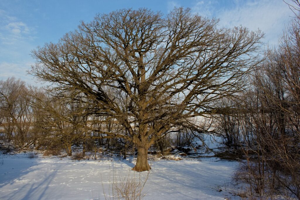 Tree maintenance in winter