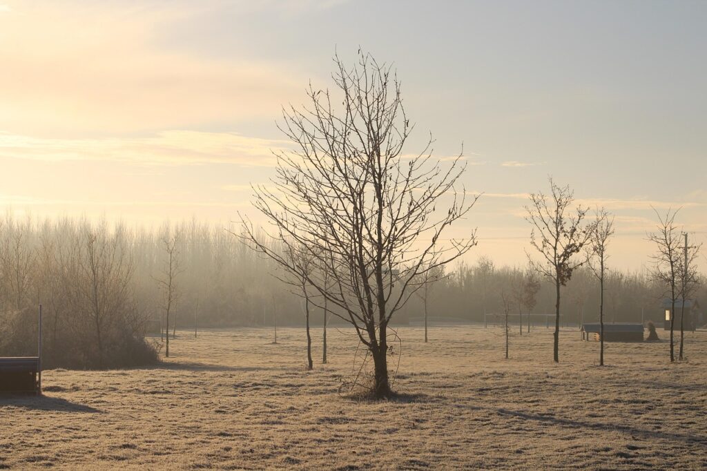 Mulching can protect young trees from frost damage