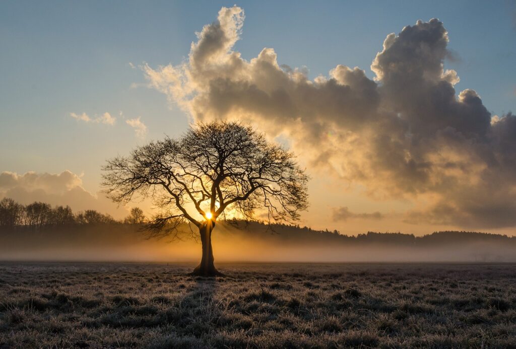 Young tree care tips