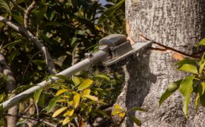 DIY tree pruning