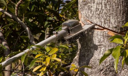 DIY tree pruning