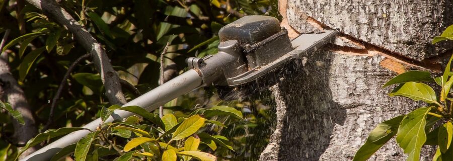 DIY tree pruning