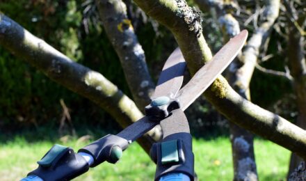 What Happens to a Tree After Pruning?